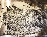 胡麻大福作り方6写真