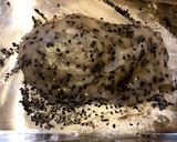 胡麻大福作り方7写真