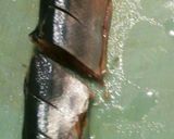 お弁当・食べやすい＊骨抜き秋刀魚の塩焼き作り方4写真