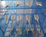 サヨリの超簡単！超絶品干物の作り方！！作り方11写真