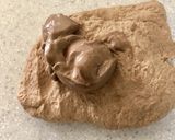 【手捏ね】チョコプリンでショコラ食パン作り方4写真