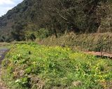 菜花の茹で方♪作り方1写真