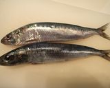 マイワシの刺身作り方1写真