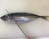 大名おろし!あじの三枚おろし〜刺身作り方1写真