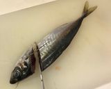 大名おろし!あじの三枚おろし〜刺身作り方2写真
