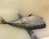 大名おろし!あじの三枚おろし〜刺身作り方5写真