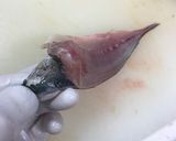 大名おろし!あじの三枚おろし〜刺身作り方9写真