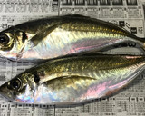 釣りたて鯵のさばき方（お刺身用+フライ）作り方1写真