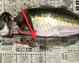 釣りたて鯵のさばき方（お刺身用+フライ）作り方2写真