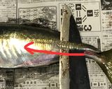 釣りたて鯵のさばき方（お刺身用+フライ）作り方3写真