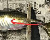 釣りたて鯵のさばき方（お刺身用+フライ）作り方3写真