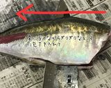 釣りたて鯵のさばき方（お刺身用+フライ）作り方6写真