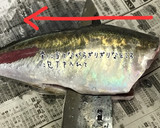 釣りたて鯵のさばき方（お刺身用+フライ）作り方6写真