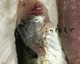釣りたて鯵のさばき方（お刺身用+フライ）作り方13写真