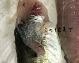 釣りたて鯵のさばき方（お刺身用+フライ）作り方13写真