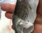 釣りたて鯵のさばき方（お刺身用+フライ）作り方14写真