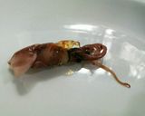 自家製辛子酢味噌でプリっプリのホタルいか作り方1写真
