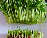 豆苗ナムル（완두콩 나물）。作り方1写真
