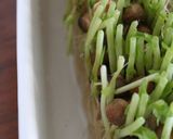 豆苗ナムル（완두콩 나물）。作り方4写真