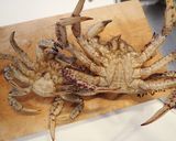 茹でトゲクリガニ作り方1写真