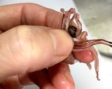美味しく食べられる！ほたるいかの下処理♡作り方4写真