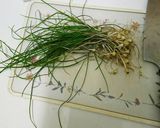 ノビルの餃子作り方1写真