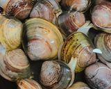ひな祭り ハマグリのお吸い物作り方1写真