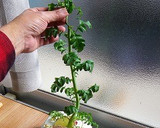 美しいだいこん葉とにんじんのもやしナムル作り方6写真