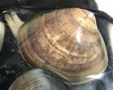 簡単にできる！はまぐりの砂抜き作り方6写真