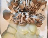 鮭の味噌バター蒸し焼き作り方2写真