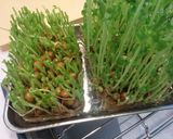 青臭くない豆苗の茹で方〜人参の彩りサラダ作り方4写真