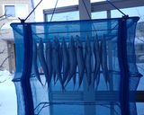 マイワシの丸干し作り方3写真