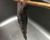 脂のりのり！自家製干物めひかりの丸干し作り方3写真
