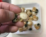 新物始まりました!!稚貝で干しほたて作り方6写真