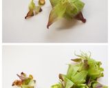 使い方色々【蕗味噌】作り方2写真