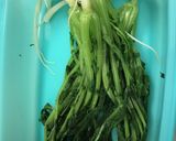 大根葉と春菊の胡麻和え作り方3写真