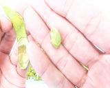 食品乾燥機で枝豆ジャーキーの作り方作り方7写真