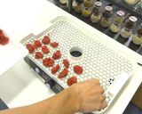食品乾燥機ドラミニで干し梅の作り方作り方6写真