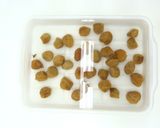 食品乾燥機ドラミニで干し梅の作り方作り方16写真