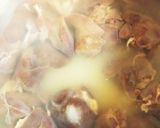 鶏レバーの甘辛煮♪作り方4写真