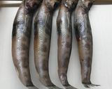 脂のりのり！自家製干物めひかりの丸干し作り方5写真
