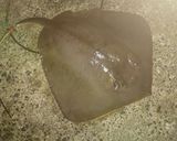 アカエイの捌き方作り方1写真