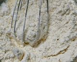 おやつに☆バナナチョコヨーグルトマフィン作り方3写真