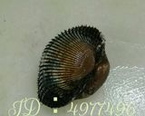 赤貝の剥き方作り方1写真