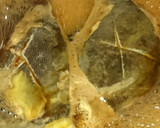 旨い❣なめたカレイの煮付け(*˘︶˘*)作り方3写真
