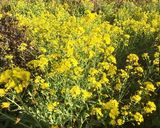 菜の花deツナサラダ作り方1写真