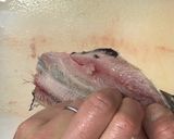 小骨がよく取れる！いわしの手開き作り方5写真