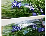 葉物野菜を簡単に袋から出す方法作り方5写真