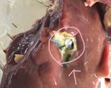 国産若鶏レバーの照り煮作り方2写真