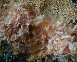 ピリ辛美味*食べる唐辛子ふりかけ作り方3写真